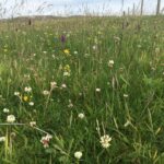 Machair grassland on the Isles of Lewis and Harris