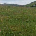 Machair grassland on the Isles of Lewis and Harris