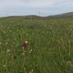 Machair grassland on the Isles of Lewis and Harris
