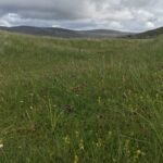 Machair grassland on the Isles of Lewis and Harris